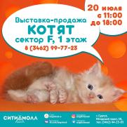 Выставка-продажа породистых КОТЯТ! постер плакат